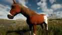 Steppe Horse